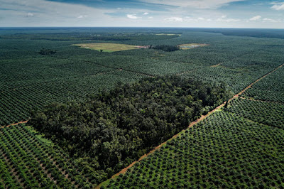 Kebun kelapa sawit Kebun kelapa sawit